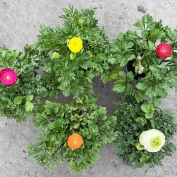 Ranunculus MAGIC MIX