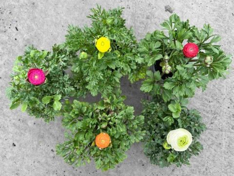 Ranunculus MAGIC MIX — Plant Wholesale FlorAccess