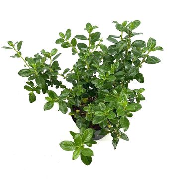 Escallonia rubra macrantha