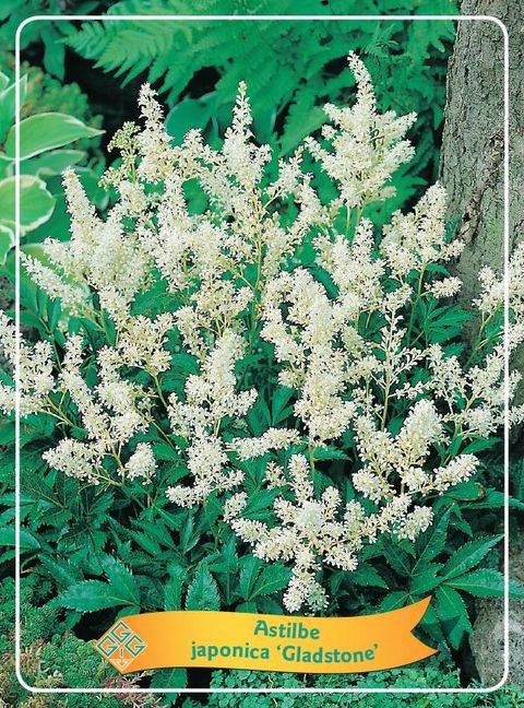 Astilbe 'Gladstone'