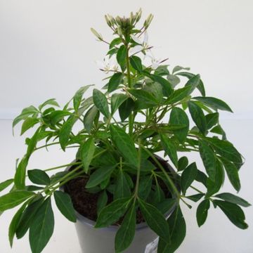Cleome spinosa