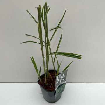 Miscanthus x giganteus