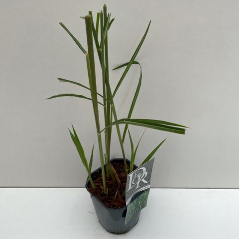 Miscanthus x giganteus