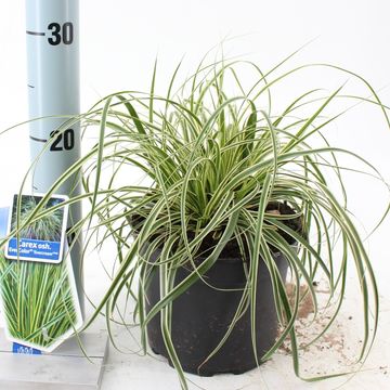 Carex oshimensis EVERCOLOR EVERCREAM