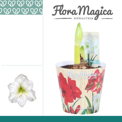 Hippeastrum 'Arctic White'