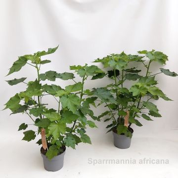 Sparrmannia africana