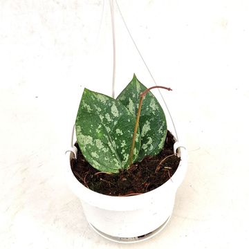 Hoya verticillata 'Nganjuk Splash'