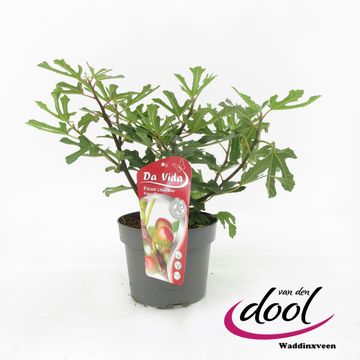 Ficus carica LITTLE MISS FIGGY