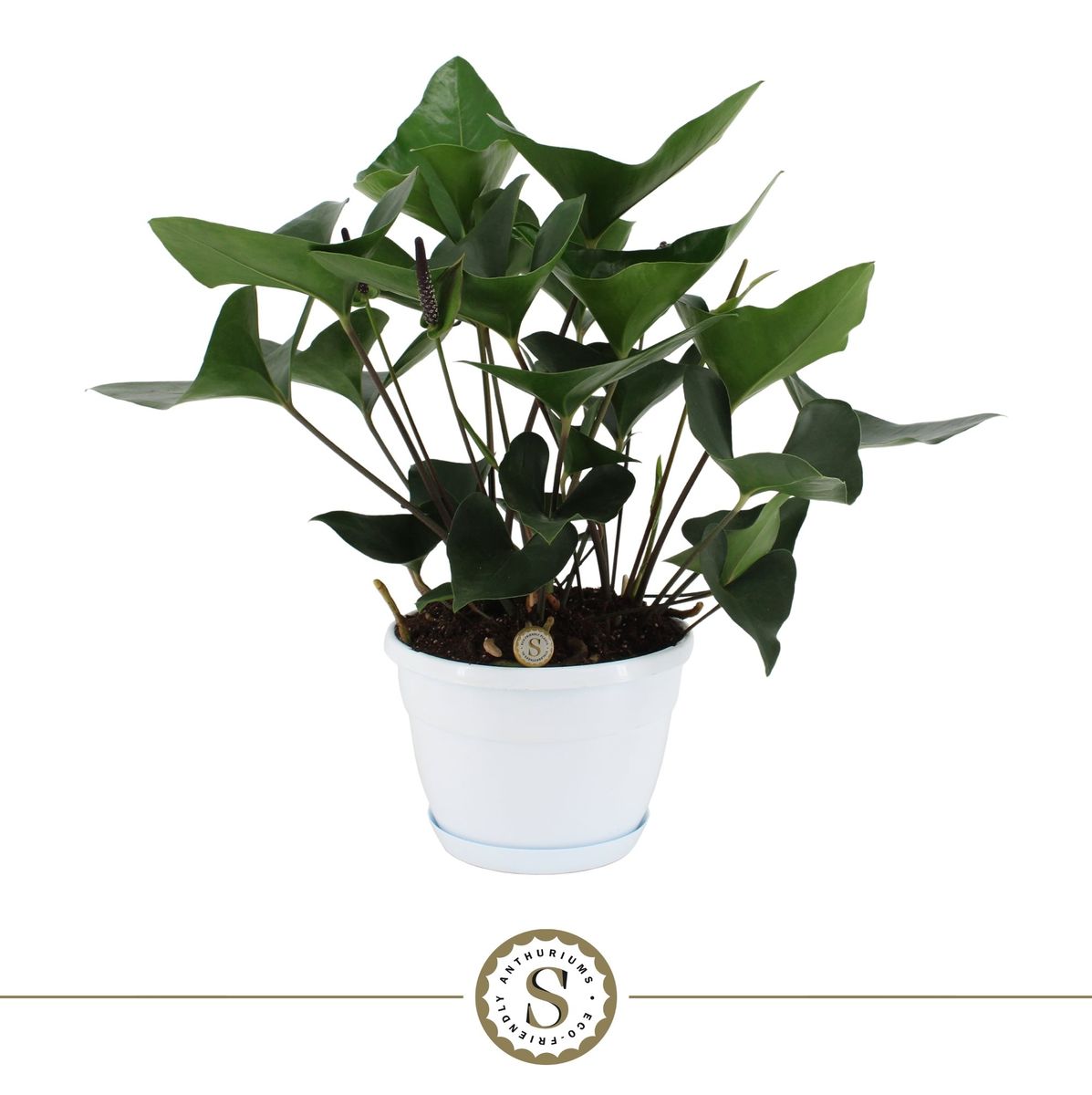 best potting medium for bird's nest fern Lively Root Bird's Nest Fern Live Plant, 6" Chai Eco Pot