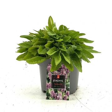 Stachys monieri 'Hummelo'