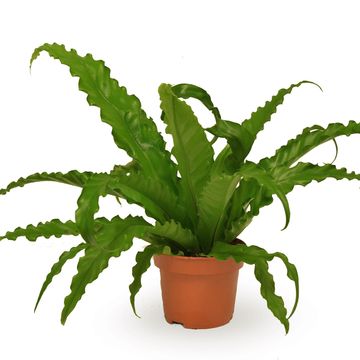 Asplenium antiquum 'Osaka'