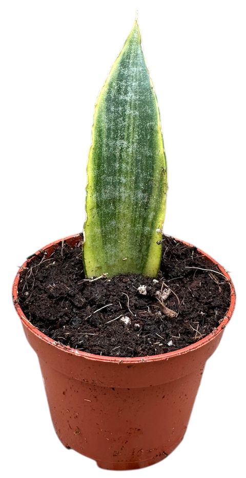 Sansevieria 'Gabriella Variegata'