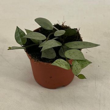 Hoya lacunosa 'Mint'