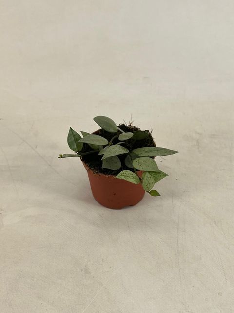 Hoya lacunosa 'Mint'