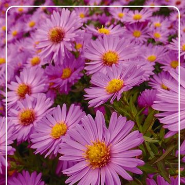 Aster 'Herbstgruss vom Bresserhof'