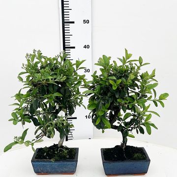 Pyracantha angustifolia