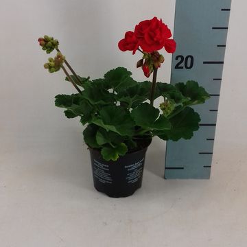 Pelargonium 'Denise'