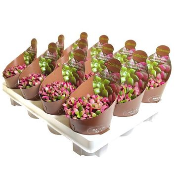 Anacampseros rufescens 'Variegata'