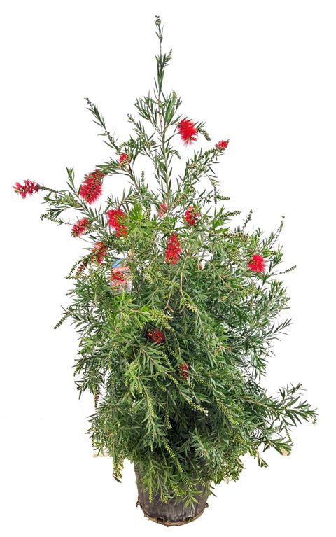 Callistemon 'Masotti'