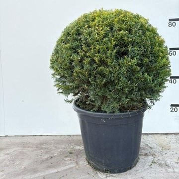 Taxus baccata 'Golden Carol'