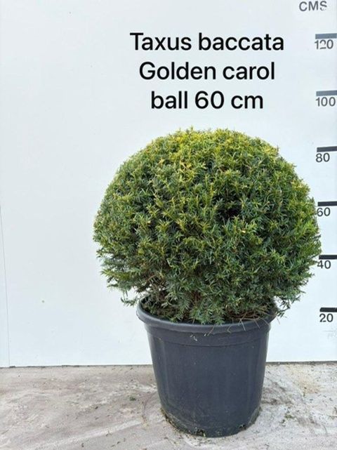 Taxus baccata 'Golden Carol'