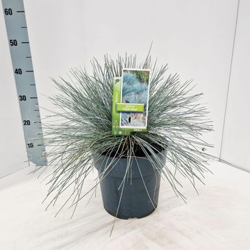 Festuca glauca 'Elijah Blue'