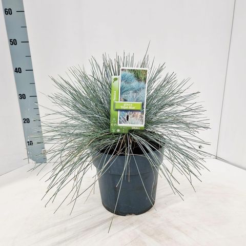Festuca glauca 'Elijah Blue'