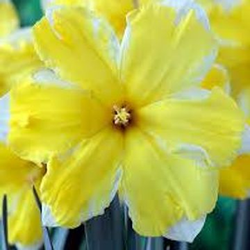 Narcissus 'Pretty in Yellow'