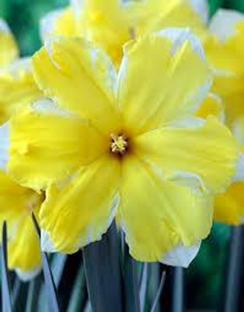 Narcissus 'Pretty in Yellow'