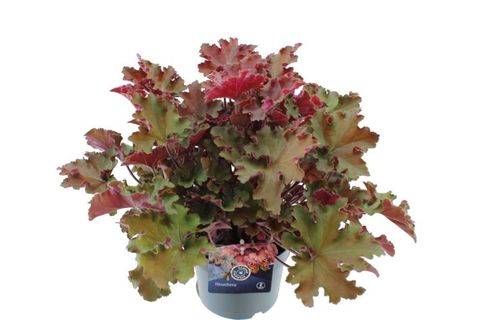 Heuchera MIX