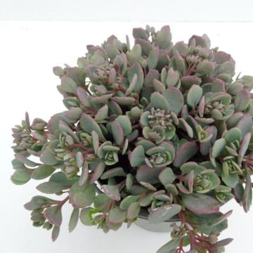 Sedum 'Painted Pebble'