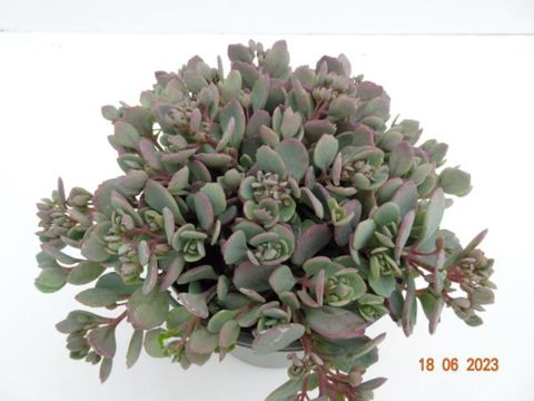 Sedum 'Painted Pebble'