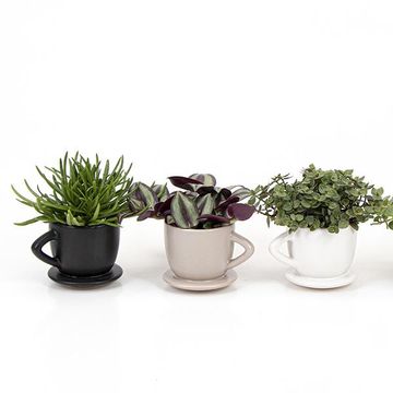 Rośliny doniczkowe﻿ MIX