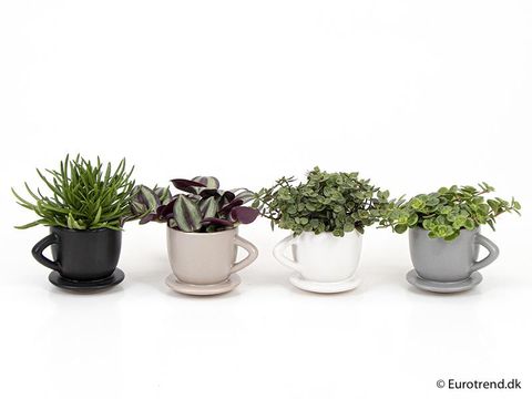 Комнатные растения MIX