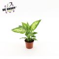 Dieffenbachia 'Компакта'