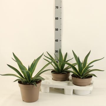 Agave desmettiana 'Variegata'