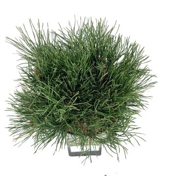 Pinus mugo pumilio