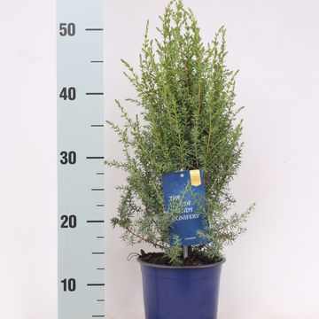 Juniperus communis 'Arnold'