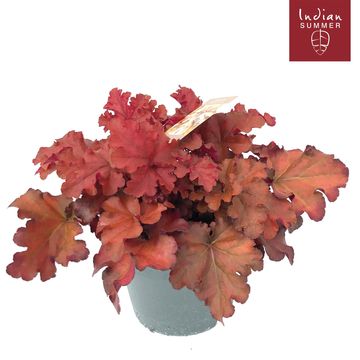 Heuchera INDIAN SUMMER RED