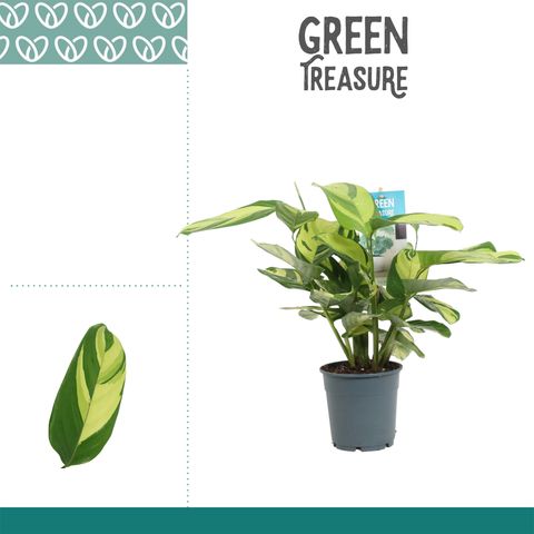 Ctenanthe lubbersiana 'Golden Mosaic'