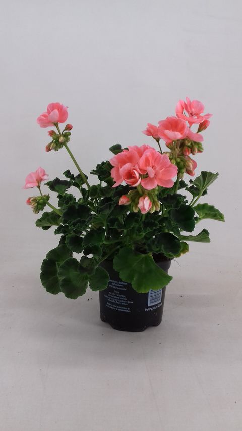 Pelargonium SUMMER IDOLS LIGHT SALMON