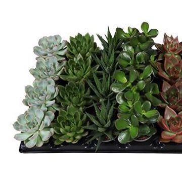 Succulents MIX