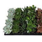 Succulente MIX