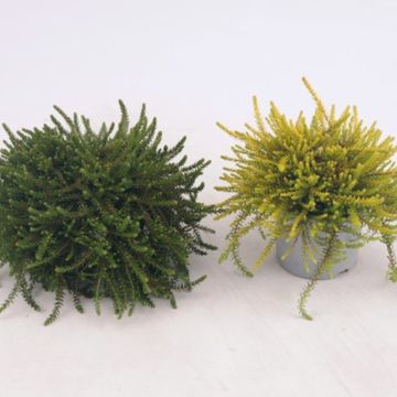 Empetrum nigrum MIX