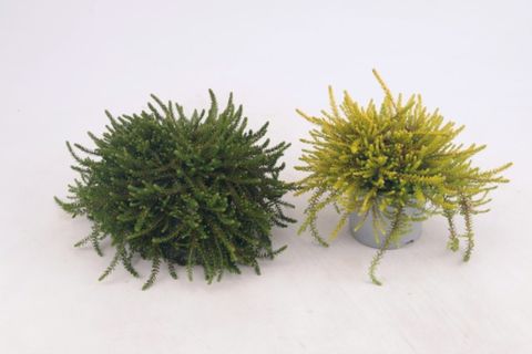 Empetrum nigrum MIX