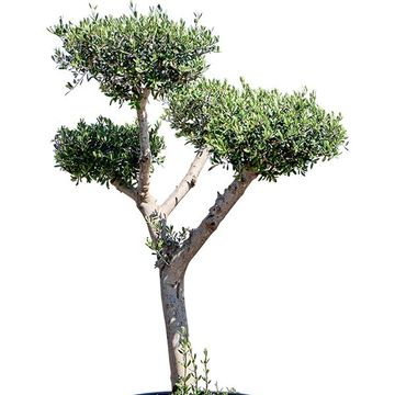 Olea europaea