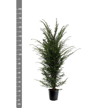 Taxus baccata