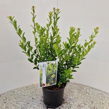 Ilex maximowicziana kanehirae