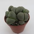 Pleiospilos nelii