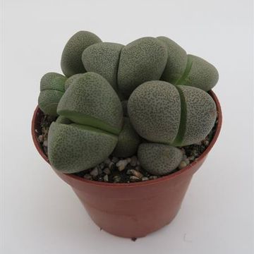 Pleiospilos nelii